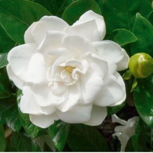 Meet your Posher, Adriana